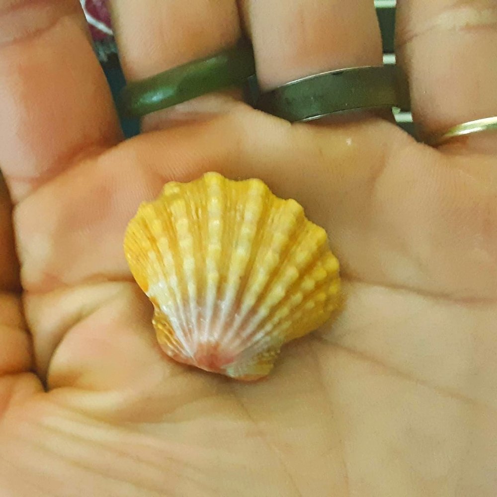 Sunrise Shell Pendanct
